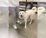 Small #1 Great Pyrenees Mix