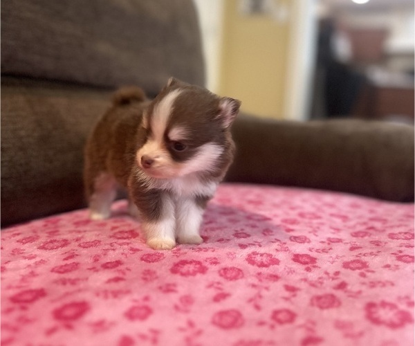 Medium Photo #4 Pomsky Puppy For Sale in DRACUT, MA, USA