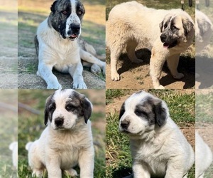 Great Pyrenees Puppy for Sale in CITY RANCH, California USA