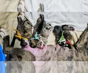 Alapaha Blue Blood Bulldog Litter for sale in SHELOCTA, PA, USA