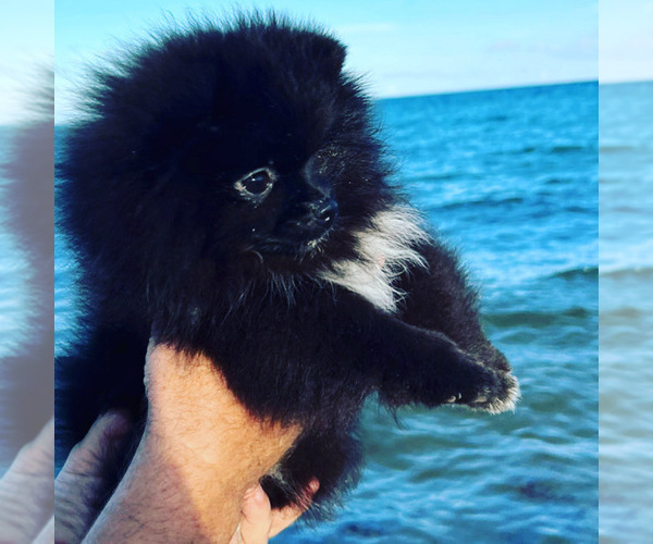 Medium Photo #1 Pomeranian Puppy For Sale in SUNNY ISL BCH, FL, USA