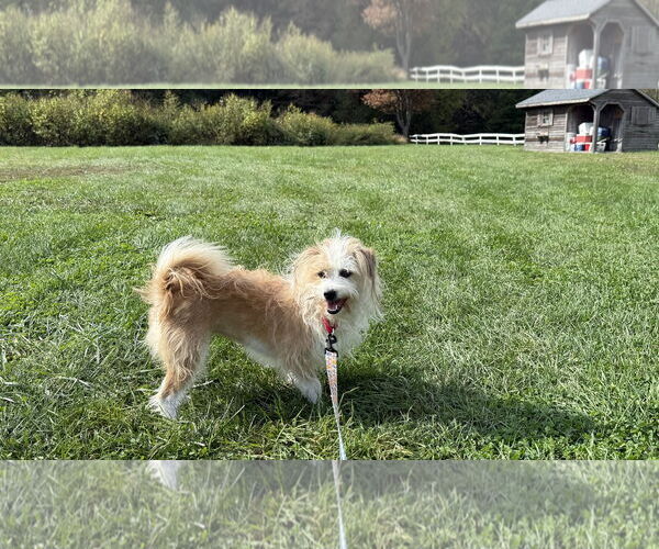 Medium Photo #4 Mutt Puppy For Sale in Landenberg, PA, USA