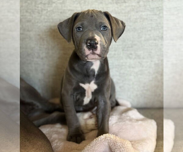 Medium Photo #2 Mutt Puppy For Sale in St. Louis Park, MN, USA