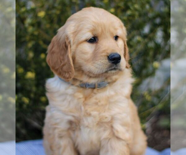 Medium Photo #2 Golden Retriever Puppy For Sale in LITITZ, PA, USA