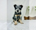 Puppy Zoey Australian Cattle Dog