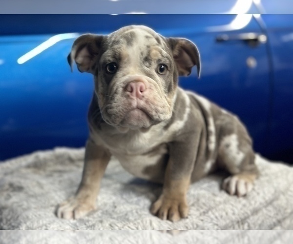 Medium Photo #4 English Bulldog Puppy For Sale in HOUSTON, TX, USA