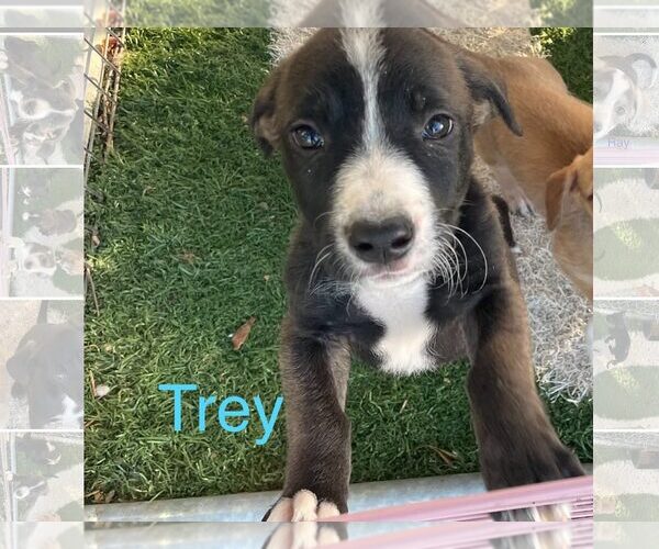 Medium Photo #1 Border Collie-Unknown Mix Puppy For Sale in Turlock, CA, USA