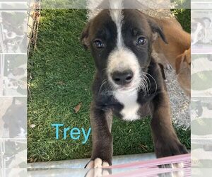 Border Collie-Unknown Mix Dogs for adoption in Turlock, CA, USA