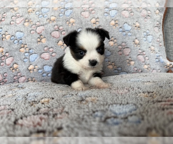 Medium Photo #9 Miniature Australian Shepherd Puppy For Sale in DAKOTA CITY, NE, USA