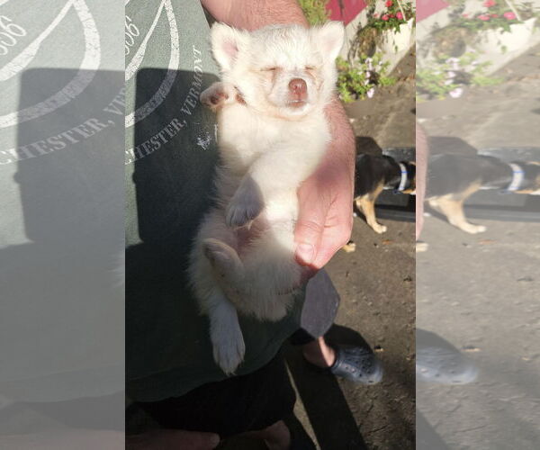 Medium Photo #2 Pomimo Puppy For Sale in Princeton, MN, USA