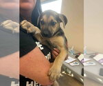 Tula - Female Mutt Dog for Adoption - Small photo