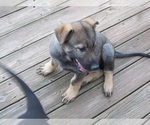 Small Photo #17 German Shepherd Dog Puppy For Sale in WYTHEVILLE, VA, USA