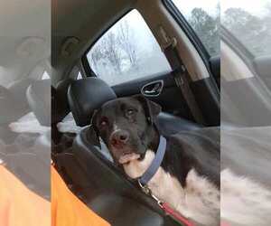 Great Dane-Pointer Mix Dogs for adoption in FRAMINGHAM, MA, USA