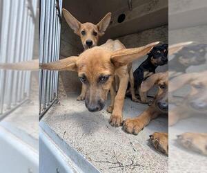 German Shepherd Dog-Unknown Mix Dogs for adoption in Oklahoma City, OK, USA