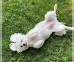 Small #2 Maltese