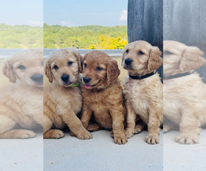 Golden Retriever Litter for sale in CHESNEE, SC, USA