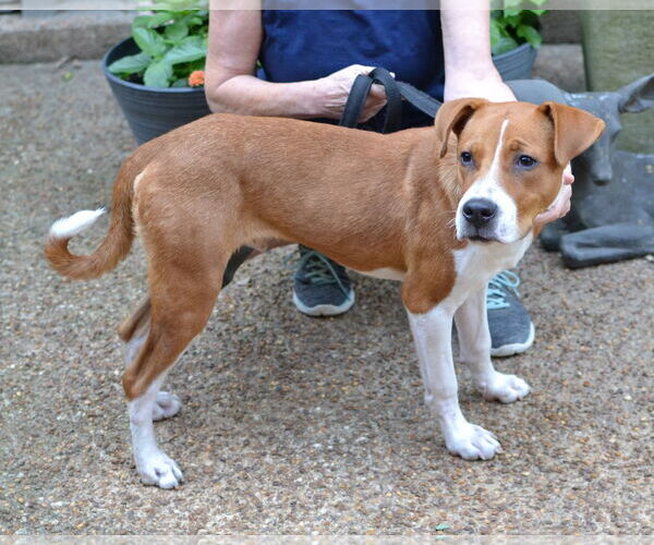 Medium Photo #2 Mutt Puppy For Sale in Enfield, CT, USA