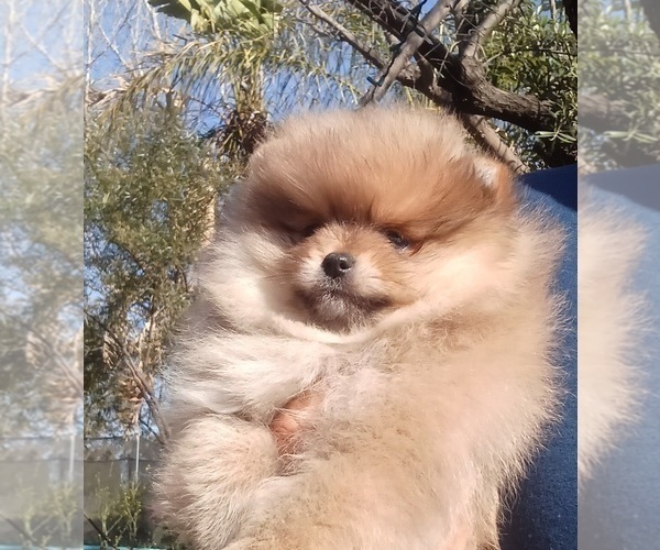 Medium Photo #2 Pomeranian Puppy For Sale in BEVERLY HILLS, CA, USA