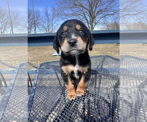 Beagle-Unknown Mix Dogs for adoption in Columbus, IN, USA