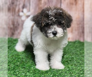Medium YorkiePoo