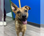 Small Carolina Dog Mix
