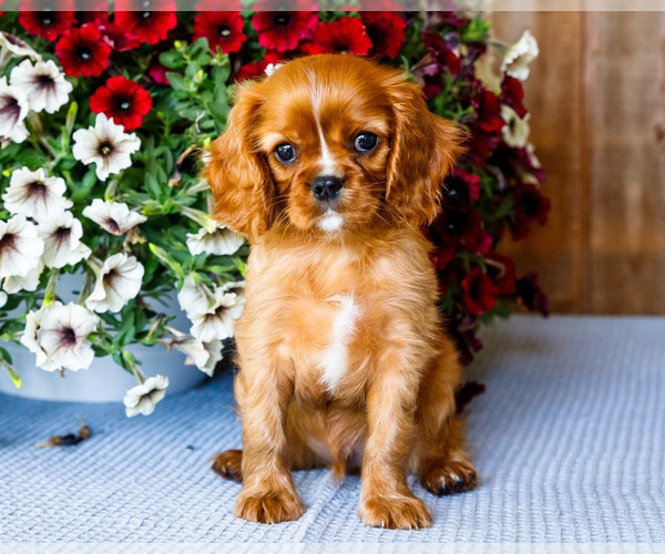 Medium Photo #8 Cavalier King Charles Spaniel Puppy For Sale in WAKARUSA, IN, USA