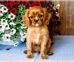 Small #7 Cavalier King Charles Spaniel