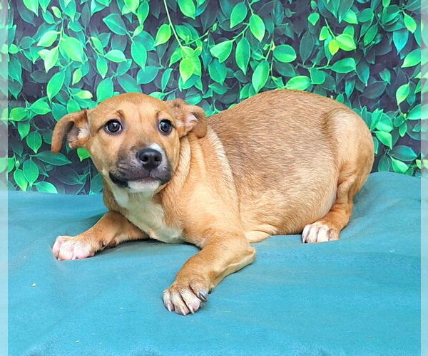 Medium Photo #2 American Pit Bull Terrier-Labrador Retriever Mix Puppy For Sale in Wetumpka, AL, USA