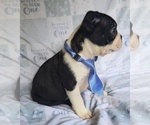 Small #4 Boston Terrier