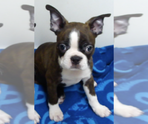 Boston Terrier Puppy for sale in BENEDICT, KS, USA