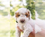 Puppy Puppy 5 Goldendoodle (Miniature)