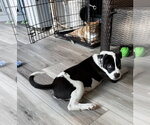 Small #5 Labrador Retriever Mix
