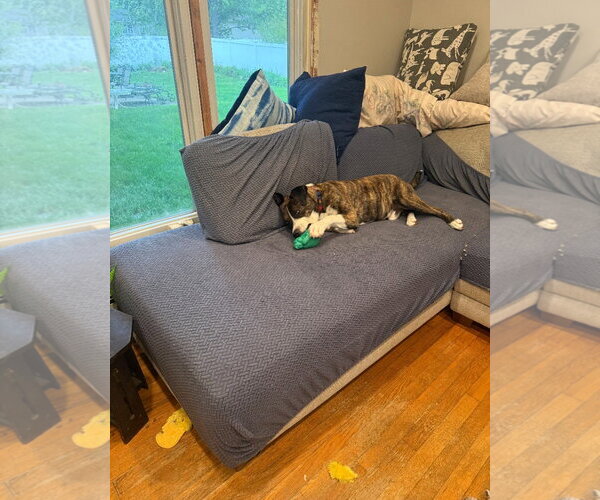 Medium Photo #3 Mutt Puppy For Sale in Rockaway, NJ, USA
