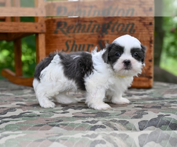 Medium Photo #5 Shih Tzu Puppy For Sale in MILLERSBURG, OH, USA