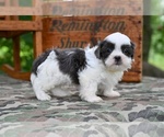 Small #4 Shih Tzu