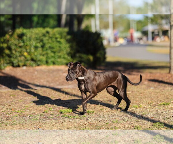 Medium Photo #11 Mutt Puppy For Sale in  Gainesville, FL, USA