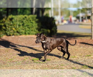 Paris II - Female Mutt Dog for Adoption - Photo #11