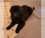 Small Photo #2 Newfoundland Puppy For Sale in BERESFORD, SD, USA