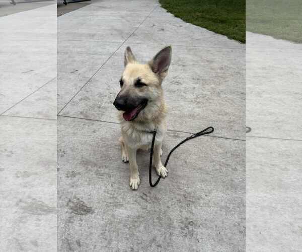 Medium Photo #5 German Shepherd Dog-Unknown Mix Puppy For Sale in Princeton, MN, USA