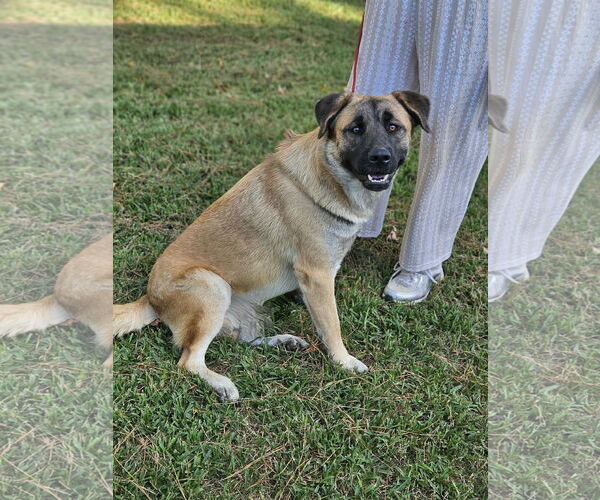 Medium Photo #11 Black Mouth Cur-Unknown Mix Puppy For Sale in Wakefield, RI, USA