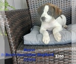 Puppy Buster Australian Shepherd-Boxer Mix