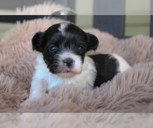Yorkshire Terrier Puppy for sale in BOSTON, VA, USA