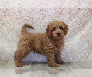 Goldendoodle (Miniature) Puppy for sale in MARIETTA, GA, USA