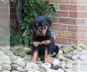 Rottweiler Dog for Adoption in FREDERICKSBURG, Ohio USA
