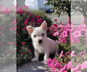 West Highland White Terrier Puppy for sale in CANOGA, NY, USA