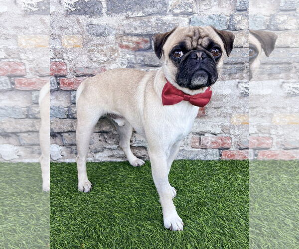 Medium Photo #1 Pug-Unknown Mix Puppy For Sale in Corona, CA, USA