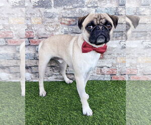 Pug-Unknown Mix Dogs for adoption in Corona, CA, USA