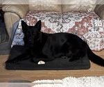 Small Photo #1 German Shepherd Dog Puppy For Sale in FORT WAYNE, IN, USA