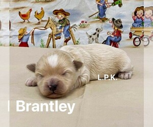 Maltipoo Puppy for sale in WINNSBORO, LA, USA