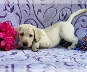 Labrador Retriever Puppy for sale in LANCASTER, PA, USA